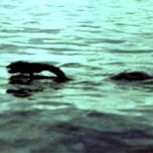 Serpientes gigantes y monstruos en la Patagonia: Relatos y videos de seres desconocidos