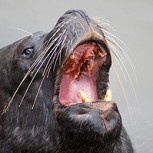 Impactante crueldad contra lobos marinos: Fotos generan polémica