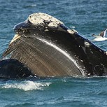 Filman por primera vez a ballenas apareándose bajo el agua: Imágenes permiten entender más de estos gigantes