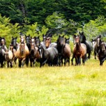 El incierto origen de los caballos salvajes patagónicos
