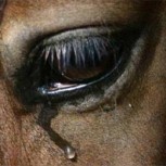Caballos cimarrones de Patagonia: Su cruel destino si son capturados