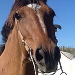 El misterio de los caballos patagónicos: ¿Cómo llegaron al sur del mundo?