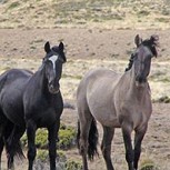 Los exóticos caballos patagónicos que alteran el ecosistema
