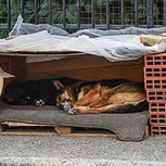 Joven construyó refugio invernal para perros callejeros y lo multaron: Así reaccionó la gente