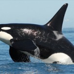 Orcas varadas en la Patagonia emiten dramáticos pedidos de auxilio