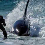 Orca vara en Malvinas y pobladores protagonizan dramático rescate
