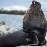 Leyendas patagónicas: La increíble historia de “El viejo lobo marino enamorado”