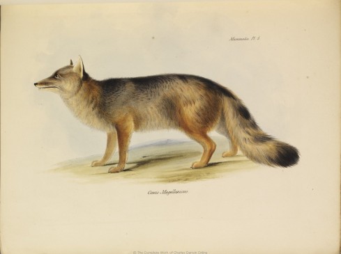 1838_Zoology_F8.2_fig039