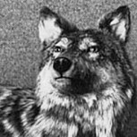 La misteriosa raza de perros que habitó la Patagonia: Enigma vigente en el fin del mundo