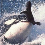 Impresionante cacería de lobos marinos: Orcas los acorralan bajo una embarcación