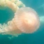 Los “Fantasmas submarinos”: Grandes medusas de más de cuatro metros de largo invaden Puerto Madryn