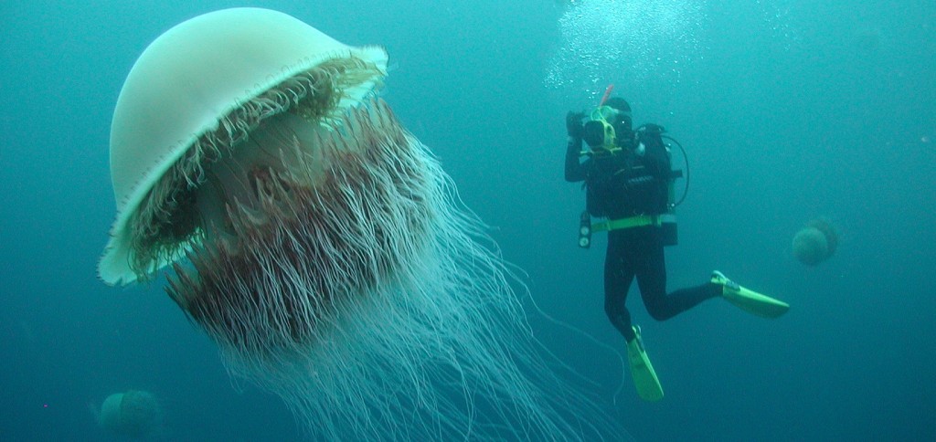 Grandes medusas
