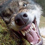 Tierra del Fuego bajo asedio de jaurías de perros salvajes: Un grave problema