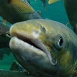 Salmones en fuga: Alerta de riesgo ambiental y sanitario por escape de 600 mil ejemplares
