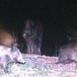 Grupo de jabalíes atacó y mató un perro en las afueras de Bariloche: Especialistas hablan de “plaga” preocupante