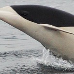 Científicos chilenos documentaron el primer registro de delfín liso en el Estrecho de Magallanes