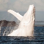 Sorprende aparición de ballena albina en el Golfo de San Matías: Este es el sobrecogedor video