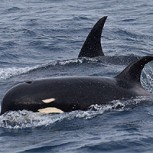 Orcas tipo D: El gigante de las profundidades del que existen escasos registros