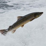 Incidente con posible fuga de casi 800 mil salmones en Seno Reloncaví