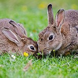 Tierra del Fuego: Juez ordena suspender matanza de una plaga de conejos silvestres