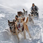 Habitantes de Pino Hachado deben usar trineos tirados por perros para abastecerse por intensas nevadas