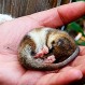 Conoce al misterioso Chumaihuén, el pequeño habitante de los montes de Chile