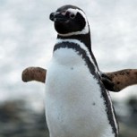 Descubren un raro pingüino amarillo en las islas Georgias del Sur