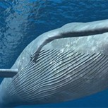 Científicos alertan: Colisiones con barcos podrían extinguir a las ballenas azules en la Patagonia chilena