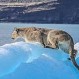 Puma quedó atrapado en témpano flotante: Mira su compleja situación