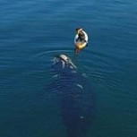 Golfo Nuevo: Fotos muestran el increíble acercamiento de ballenas con seres humanos