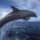 Impactantes imágenes de delfines huyendo ante acoso de orcas