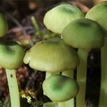 El fascinante y misterioso mundo oculto de los hongos más llamativos de Chile