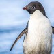 Matanza de pingüinos en Punta Tombo: Arrasaron con una retroexcavadora zona de nidificación