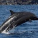 Decenas de delfines varan en Ushuaia: Un misterio aún no resuelto