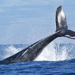 Avistan por primera vez grandes grupos de ballenas rorcuales durante frenesí por alimentarse en la Antártida