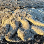 Descubren extraña criatura en playa de Tierra del Fuego: Desconcierto entre pobladores