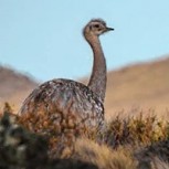 Pali Aike: Una áspera belleza en la estepa patagónica