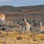 Parque Nacional Pali Aike: Exaltación del árido sur en el extremo continental patagónico