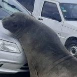 ¿Cómo explicarle a la aseguradora que un elefante marino arruinó el auto?: Insólito hecho es viral