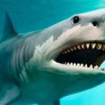 Viralizan imágenes de brutal matanza de tiburones en Chiloé: Amplio repudio en internet