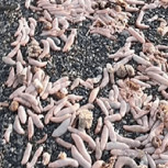 Extraña aparición de grandes gusanos en playa patagónica luego de fuerte tormenta