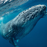 Ballenas en el golfo: Tierno espectáculo de hembra y su cría a metros de la orilla