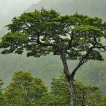 Árboles patagónicos nos cuentan una historia de deshielo, bosques e incendios naturales