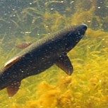 ¿Qué es la Pesca a Vista o Visual? Una gran experiencia