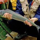 Pesca de Sierras con Mosca, excelente oportunidad: ¿Cómo concretarla?