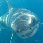 ¿Se pueden pescar tiburones con mosca?