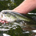 Pesca con Devolución: Campaña que la promueve plantea su innegable importancia