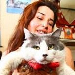 El gato Jemimo: Una historia de separación y reencuentro con su dueña