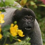 Sentimientos y emociones en animales: Estudios confirman que son conscientes