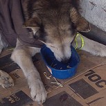 Nueva Ordenanza de Santiago: Compromiso real por la protección animal
